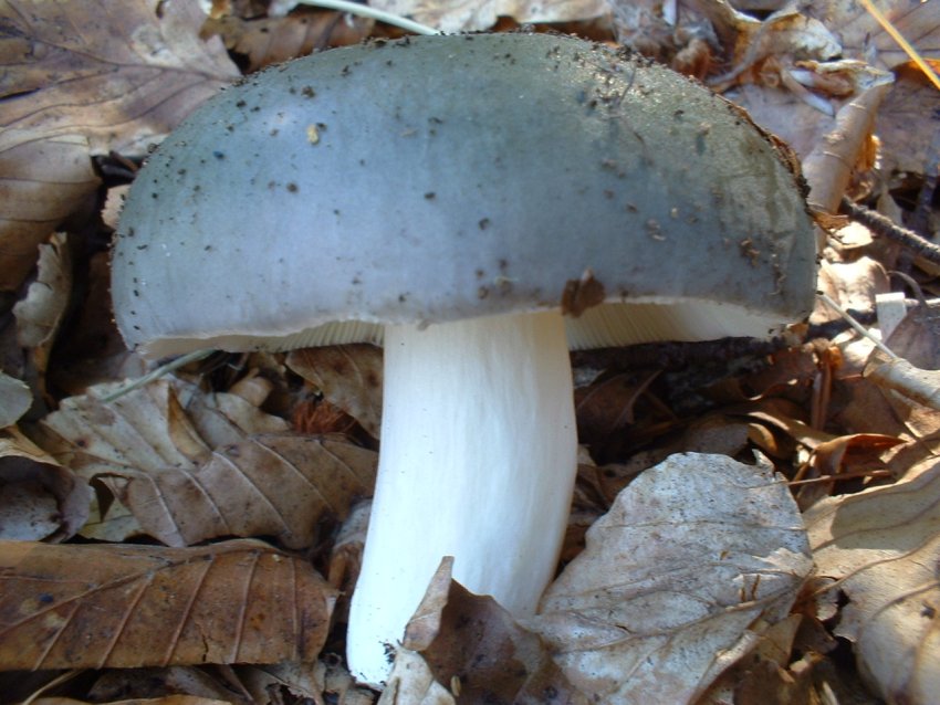 russule da confermare